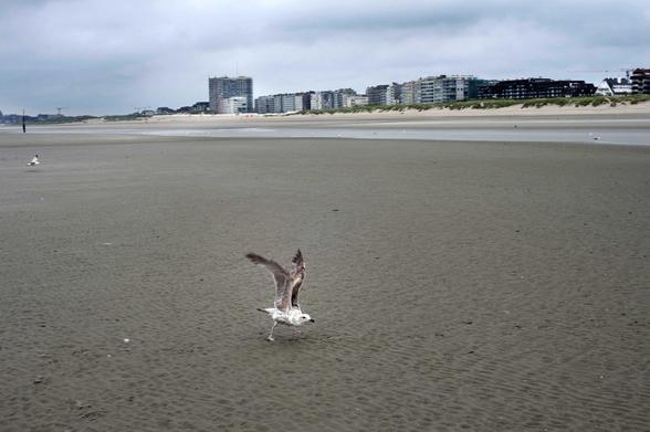 Sur une plage près d’Oostduinkerke, en Belgique, une mouette, les ailes ouvertes, semble lutter contre le vent. Des immeubles tristes forment la frontière entre la plage et le ciel gris, tout en haut de l’image. 