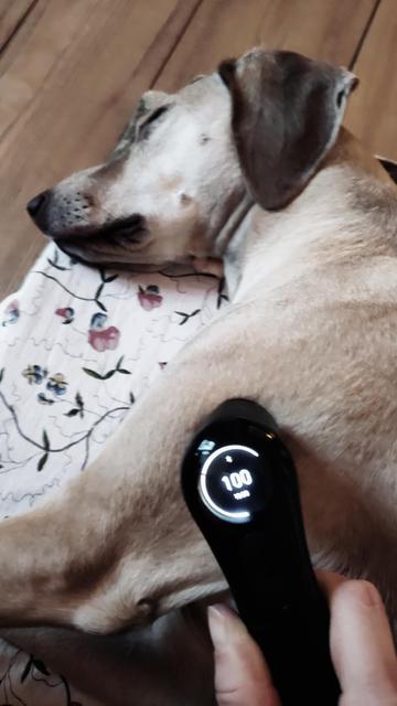 Hund liegt auf einer geblümten Decke auf einem Holzboden auf der Seite. Man sieht ihn etwa bis zur Schulter. Der Hund wird gerade mit einem Massagegerät behandelt.