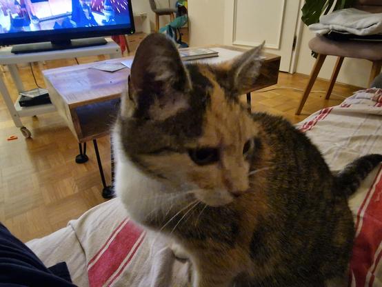 Close up of our multi-coloured cat, sitting on our sofa, waiting for nomnomnom.