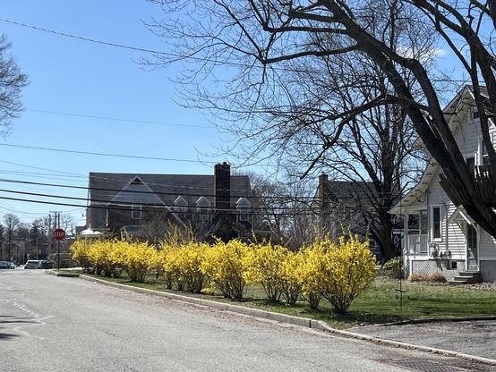 a row of forsythia bushes are all in bloom along the edge of a yard, providing a welcome glow after months of browns and grays