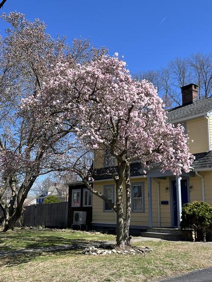 a beautiful magnolia tree is beginning to open. There is a larger tree behind it with buds not as fully developed, and a yellow house + blue sky completes the photo