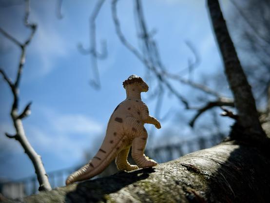 A tan Pachycephalosaurus with dark brown spots stands on a bare cherry tree branch with his back turned to the camera as he looks at a deep blue sky with a few stray clouds under a hard light.