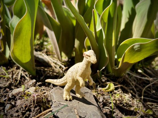 A tan Pachycephalosaurus with dark brown spots stands on a rock in a small garden, surrounded by tower tulip stalks under a hard light on a spring afternoon.