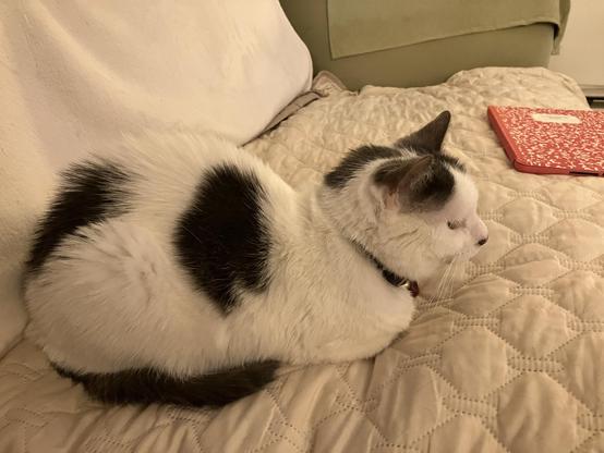 A white cat with black patches is curled up on a beige quilted blanket. The cat has a collar and is resting on a couch, with a red notebook partially visible in the background.