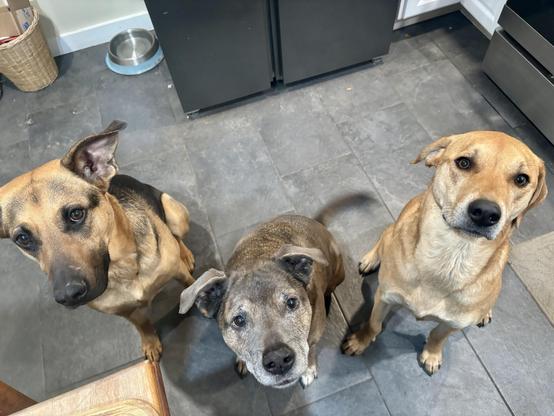 Three medium-sized mixed-breed dogs stare at the camera expectantly. 