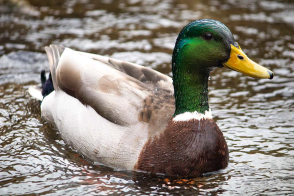 Duck duck duck duck duck bird even 