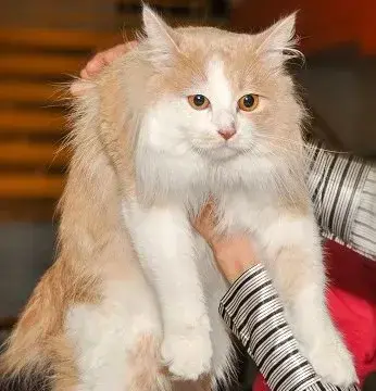 Adorable feline companion – Find your perfect cat at the best cat shop in Lucknow.