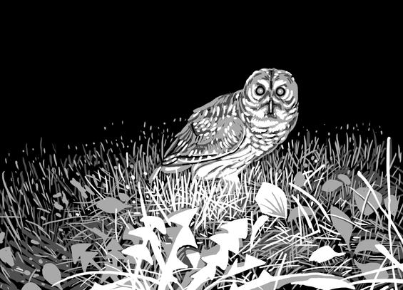Dessin d'une chouette hulotte posée dans l'herbe, prise en photo par un piège photographique en lumière infrarouge. Au premier plan, une touffe de pissenlit se découpe, surexposée.