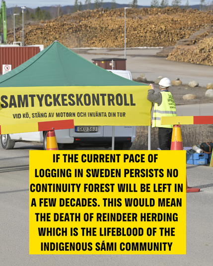 If the current pace of logging in Sweden persists no continuity forest will eb left in a few decades. This would mean the death of raindeer herding which is the lifeblood of the Indigenous Sami community 