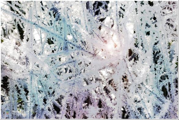 Das Foto zeigt mit Raureif überzogene Äste oder Gräser. Die Eiskristalle haben eine filigrane, sternförmige Struktur und schimmern in Weiß und Blau. Sonnenlicht scheint durch das Eis und erzeugt eine frostige, fast magische Winterstimmung.