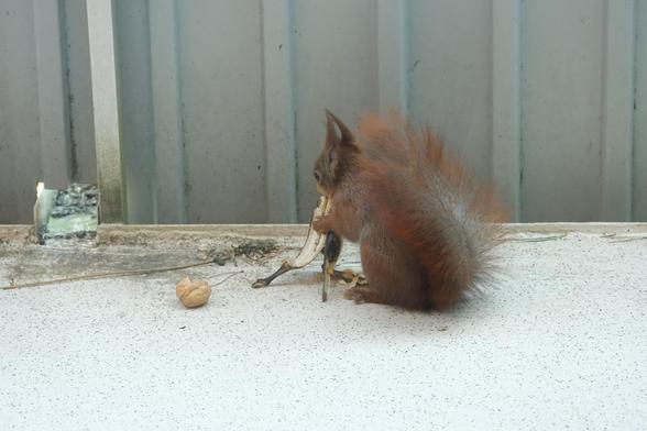 Ein rotbraunes Eichhörnchen sitzt auf dem Balkonfußboden, im Hintergrund das graue Wellblech des Balkons. Neben dem Hörnchen liegt eine leere Walnusschale. Das Eichhörnchen hat eine alte, teilweise schon braune Bananenschale im Maul und zwischen den Pfoten. 