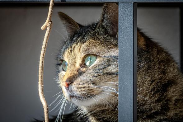 Katze