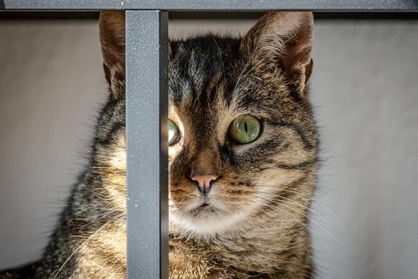 Katze