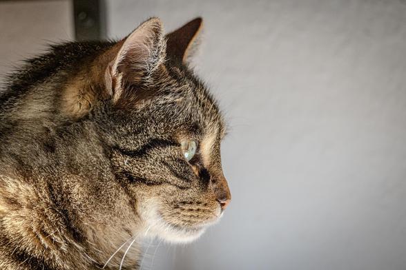 Katze