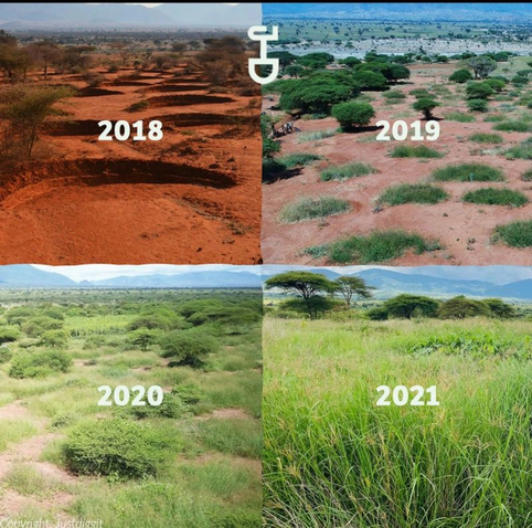 Back in 2018, this land was dry, cracked, and lifeless. A place where nothing seemed to grow, and the future looked just as barren. But instead of giving up, people took action.
They dug water trenches—simple, yet powerful. These trenches helped retain moisture, rehydrating the soil. Slowly but surely, life returned.
By 2019, patches of green emerged. By 2020, trees and grass started reclaiming the land. And by 2021, what was once dry, red earth had transformed into a thriving, lush landscape.
Now, in 2025, the impact continues to grow:
✅ 14 million trees recovered
✅ 315,000 water trenches dug
✅ A cooler, greener, and more resilient environment
This isn’t just a past success story—it’s an example of what we can replicate across the world. Nature-based solutions work. When we restore the land, we heal the planet.

The greener it gets, the cooler it becomes. What if we scaled this up everywhere?
