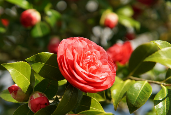 Das Bild zeigt eine Nahaufnahme einer roten Kamelienblüte. Die Blüte ist voll erblüht und ihre Blütenblätter sind spiralförmig angeordnet, was ihr ein rosenähnliches Aussehen verleiht. Es gibt auch ein paar Kamelienknospen im Hintergrund. Der Hintergrund ist unscharf und besteht aus grünem Laub.