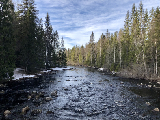A river flows through a spruce and birch forest. The sky is light blue with thin cloud cover.