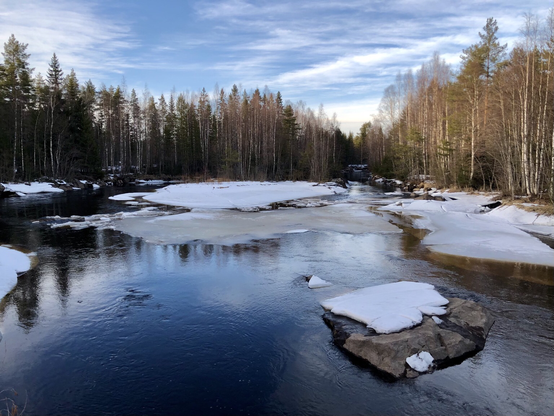 An icy river flows calmly through a birch forest.