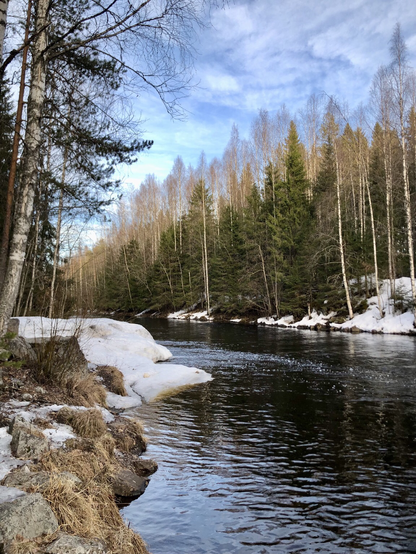 A river runs through a birch and spruce forest. There is thick ice on the banks.