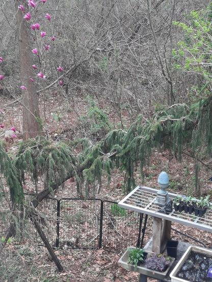 Weeping conifer and Little Jane magnolia are the backdrop for a potting bench with seedlings on the shelf.