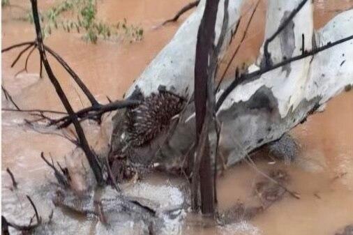 Source
https://www.abc.net.au/news/2025-04-03/rainfall-eases-in-south-west-queensland-flooding-ongoing/105130030

Photograph 
An echidna stranded on a tree as floodwaters rise. (Supplied: Shayna Poppleton)