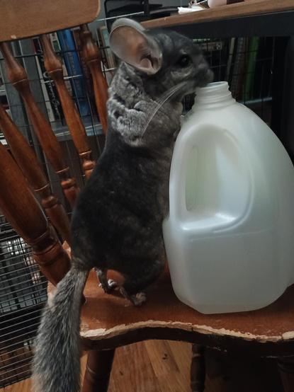 Photo of a chinchilla standing on his hind legs, investigating the opening of a gallon water jug