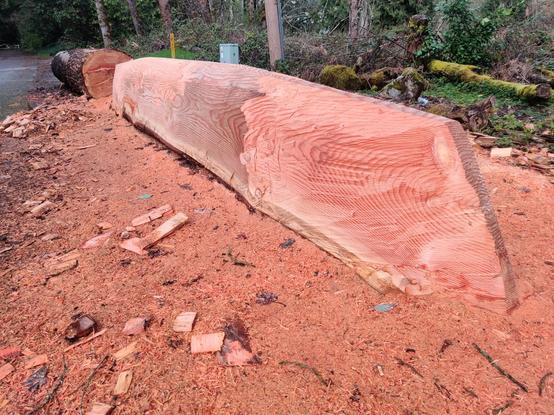 A partially carved canoe, shaped from a long dead log.