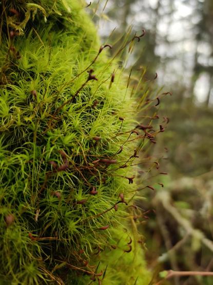 An especially charming growth of moss on the side of a large tree.