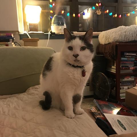 A white cat with gray patches sits on a quilted surface in a cozy indoor setting. Soft lighting from a lamp and colorful string lights are visible in the background, along with a humidifier and stacks of books nearby.