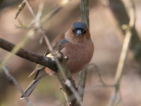 Ein Buchfink sitzt auf einem Ast und schaut direkt in die Kamera
A chaffinch sits on a branch and looks directly into the camera
