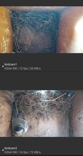 Screenshot showing two nestcam images vertically arranged, both containing some nesting material, the bottom image also contains  bluetit hard at work