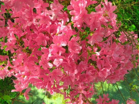 Petites fleurs roses