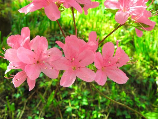 Autres petites fleurs roses à mi-distance