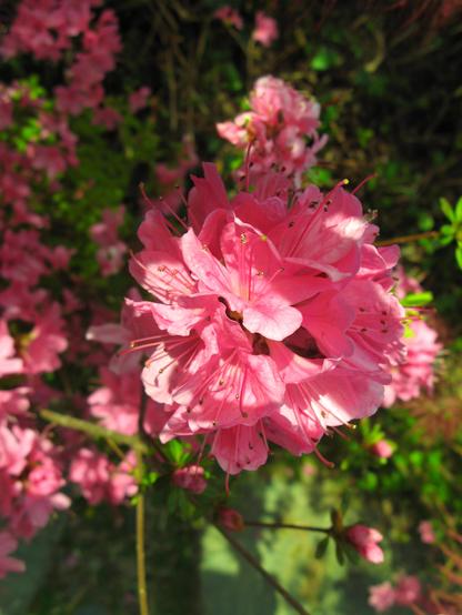 Fleur rose en gros plan