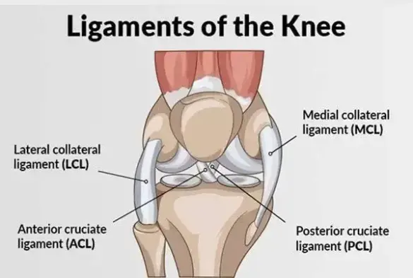 ACL ligament reconstruction