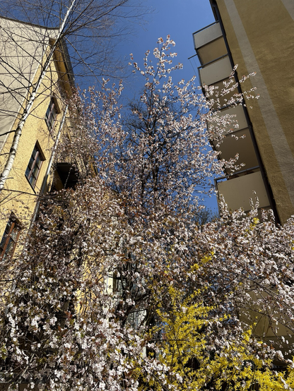 Wilde Blüten im Hinterhof 