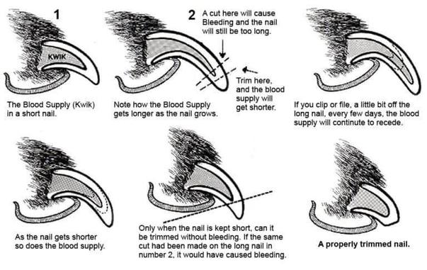 Diagram of how to trim a cat's claw. 

The first part shows a short nail with the blood supply, also called quick or Kwik.

Then longer claw with a long quick running trough, the blood supply gets longer with the nail, a shallow cut that runs trough the blood vessel will cause bleeding and the nail will still be too long. A smaller trim will cause the blood supply to get shorter. 

If you clip or file a little bit of the long nail, every few days, the blood supply will continue to recede, showing a cat claw decreasing in size.

As the nail gets shorter so does the blood supply. 

Only when the nail is kept short it can be trimmed without bleeding, if the same cut had been made on the long nail it would have caused bleeding. Showing a cut in a now much shorter claw. 

A properly trimmed nail, showing a short claw with a shallow cut.