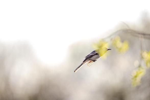 Bachstelze im Flug von einem Ast verdeckt 



