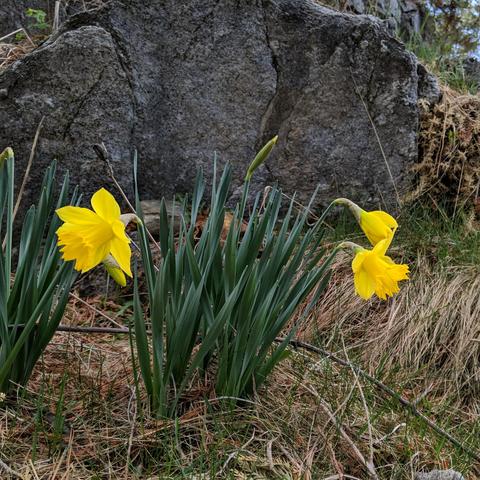 A photo showing three daffodil flowers. There is one facing left on the left side of the plant and 2 facing right on the right side of the plant. The rear right one is not fully open. They are yellow and yellow coloring. Below them is dry grass and pine needles with new grass growing from it. Behind them is a solid piece of granite bedrock protruding from the earth. It is aged with weather and natures staining and appears white to gray to black in places with maybe a hint of reddish or tan.