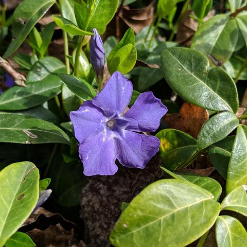 A closeup photo of a Vinca minor blossom. The flower is sort of blue to purple color with 5 petals that have white markings that make a start shape near the center. There is an unopened bloom behind the flower. The leaves are light to dark green and shiny and smooth edged. 