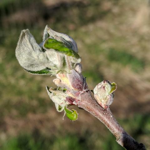 Fruit buds growing out on an apple tree. They are silvery and fuzzy looking on their undersides of the leaves and eventual flower parts. They are on the tip of a branch.