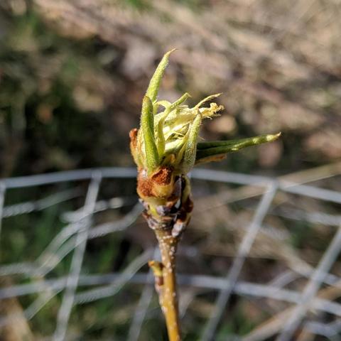 The tip of a pear branch on a small tree, there are many light green curled up leaf tips coming from a reddish but on the end of a tan/greenish branch. There is a fence cage visible beyond.