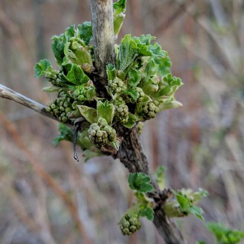 A photo showing fruit buds on a red currant bush. They are small clusters of round green bits with emerging currant leaves around them coming off the sort of square shaped woody stem.