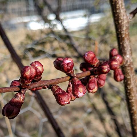 A closeup photo showing flower buds on a Harcot Apricot tree. They are round and red and appear pink where they are starting to burst open. The stem is brown and connected to the small trunk that is brown with white speckles.