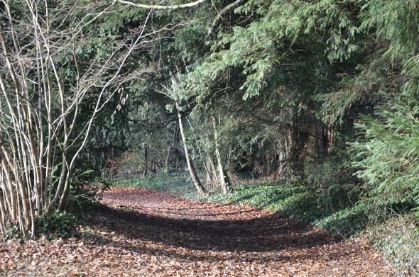chemin forestier recouvert de feuilles mortes