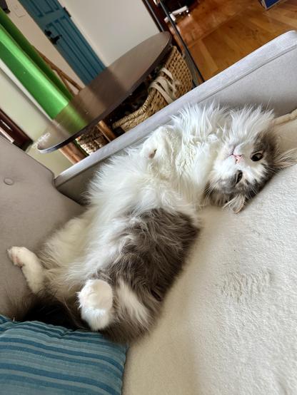 Thor, a silky-smooth incredibly fuzzy grey and white half-Ragdoll cat, lying upside down on a cream blanket on a grey sofa. A turquoise striped pillow is next to his back legs. The perspective is tilted for maximum cat appreciation. No braincells were harmed in the creation of this photo.
