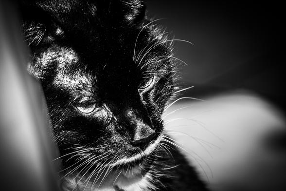 Motiv:
Porträtaufnahme einer schwarz-weißen Katze im Profil. Der Blick der Katze ist halb geöffnet und zur Seite gerichtet. Das Bild zeigt den Kopf- und Schnurrbereich im Detail.

Stimmung & Wirkung:
Die Szene wirkt ruhig und introspektiv. Der enge Bildausschnitt und die hohe Detailtiefe erzeugen Nähe zum Motiv. Die Lichtführung betont die Fellstruktur und gibt dem Tier eine präsente, konzentrierte Ausstrahlung.

Technische Details:
Farbe: Schwarzweiß. Starke Kontraste zwischen Licht- und Schattenzonen.
Schärfentiefe: Gering. Nur das Gesicht und die vordere Schnurrhaarzone liegen im Schärfebereich, der Hintergrund ist weich gezeichnet.
Lichtverhältnisse: Hartes, gerichtetes Licht mit starker Akzentuierung auf den glänzenden Fellpartien. Der Hintergrund liegt im Schatten.