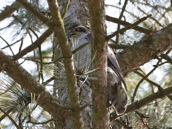 Ein Sperber sitzt hoch oben in einem Baum in einem Gewirr von Ästen
A sparrowhawk sits high up in a tree in a tangle of branches
