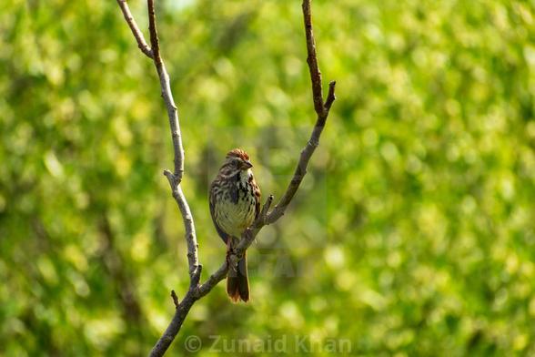 Song Sparrow perched on the branch of a tree.