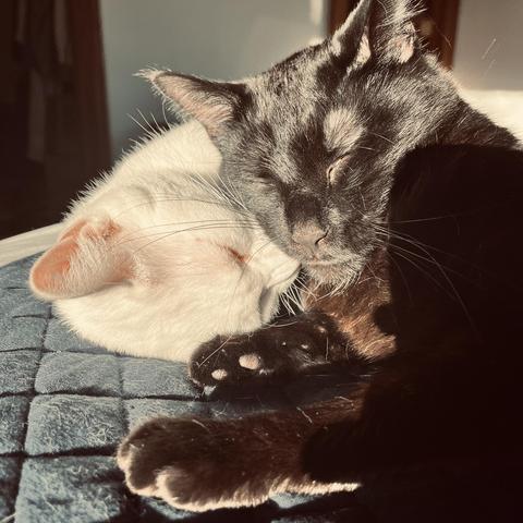 a black cat and a white cat snuggle their heads together